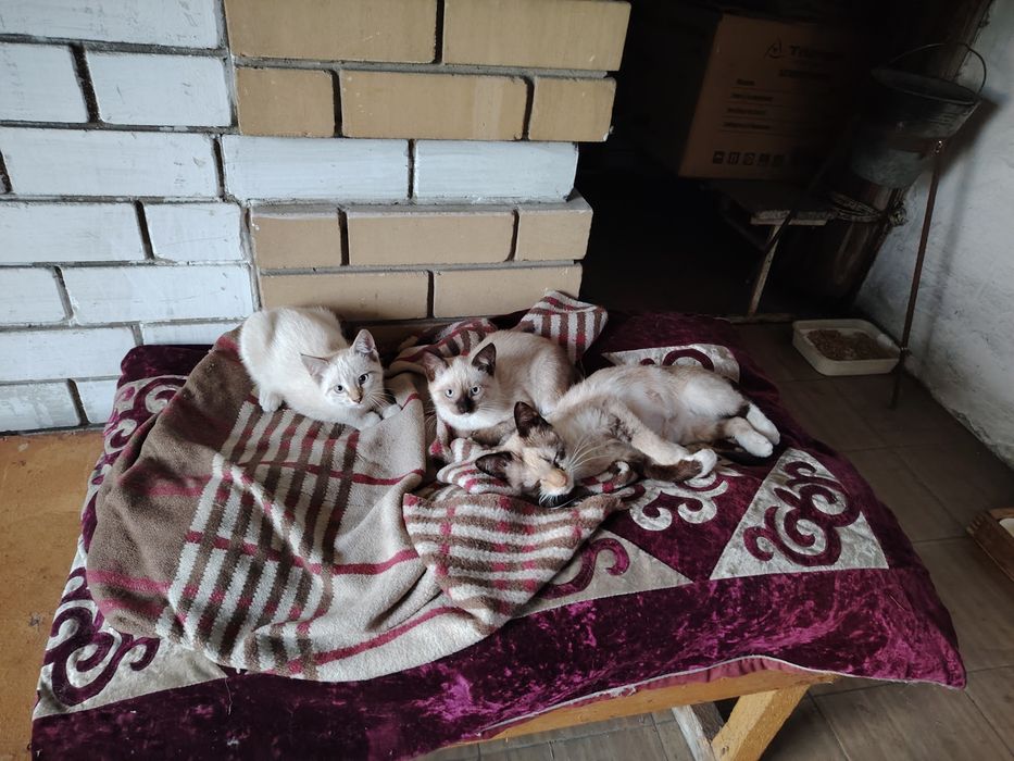 Отдам котят мальчик и девочка