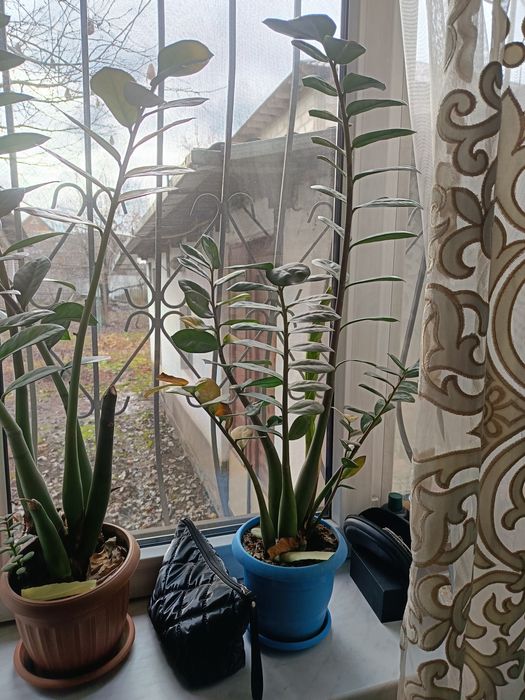 Продам комнатные цветы.