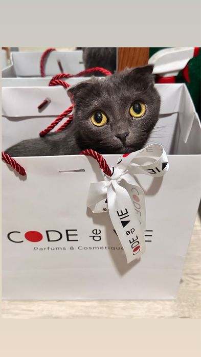 Ищем кота для вязки