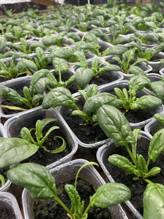 Шпинат (тепличный)