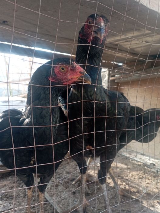 Dakan tovuqlar sotiladi