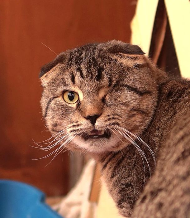 Кастрированный котик