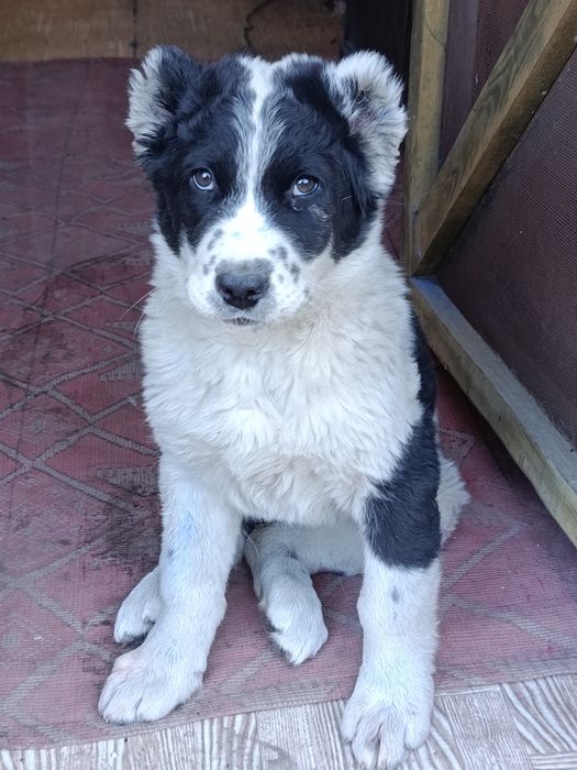 Собака САО Алабай