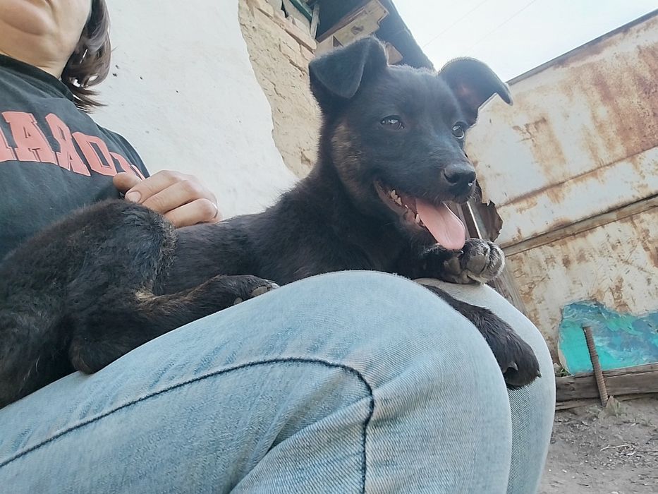 Отдам девочку  дворняга!