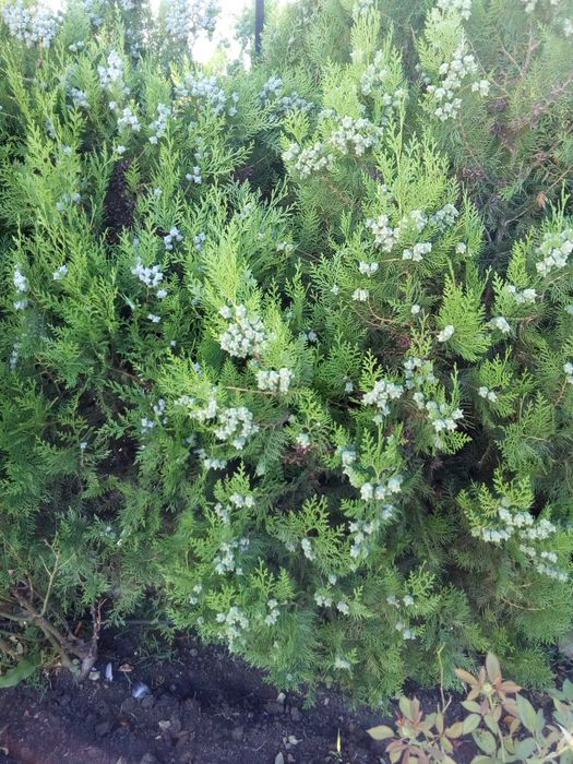 Източноевропейска Туя подходяща за огради Отстъпка