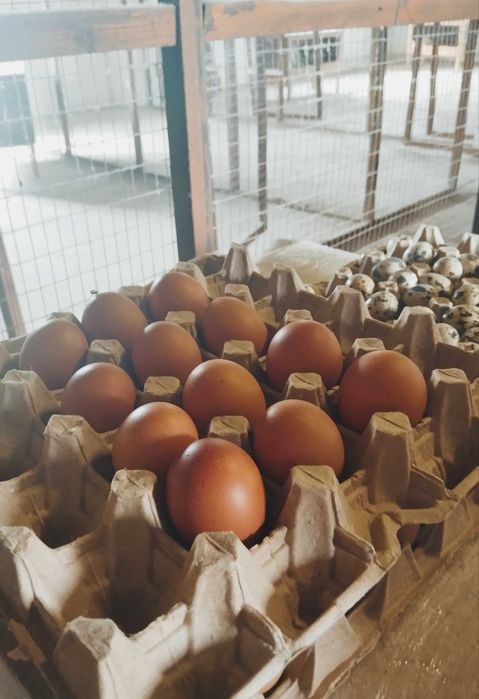 Домашние пищевые куриные яйца