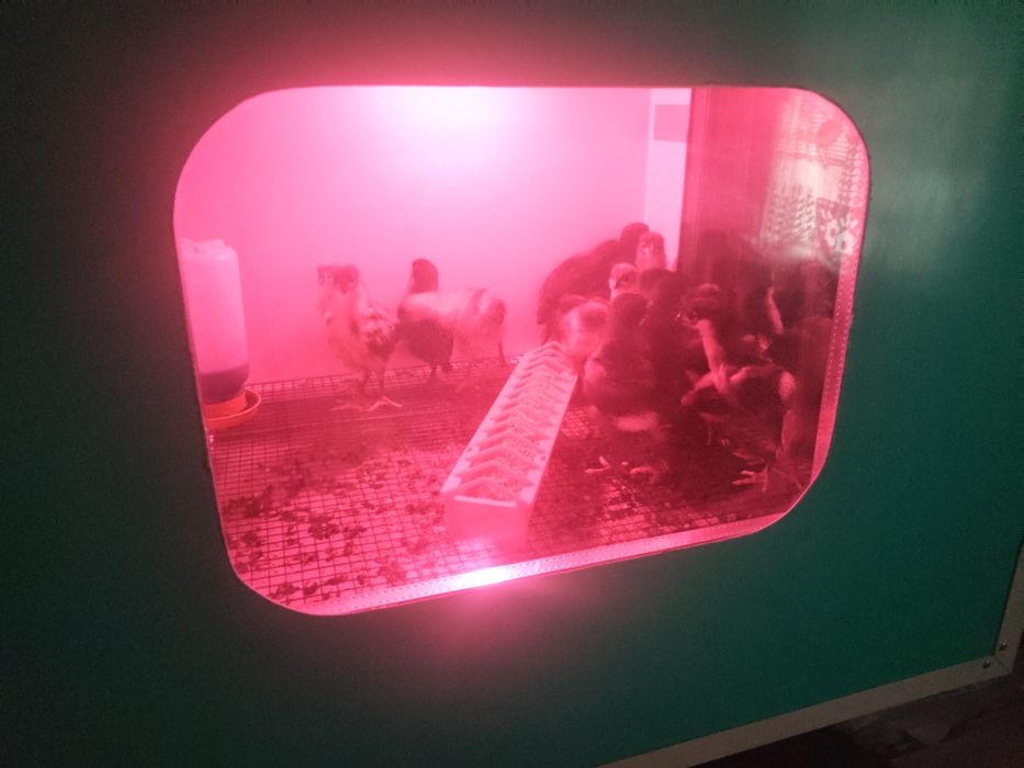 Vând 20 de pui australorp