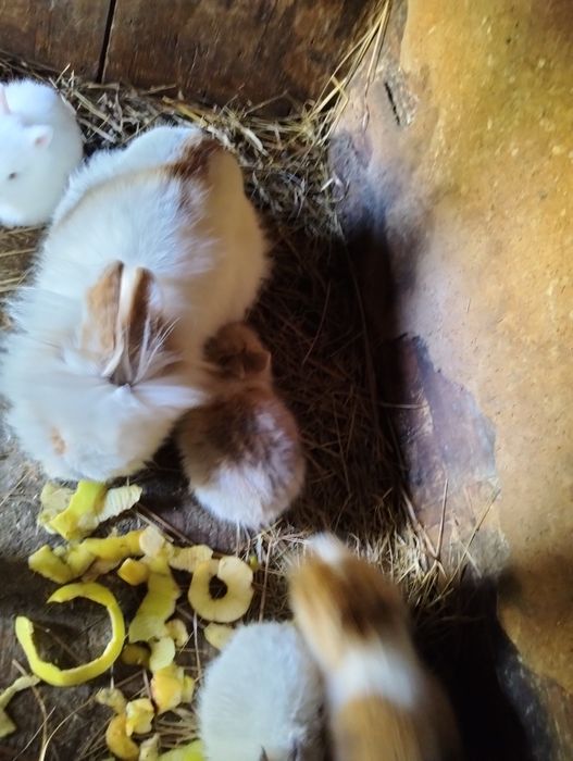 Iepurasi de paste [cap de leu]