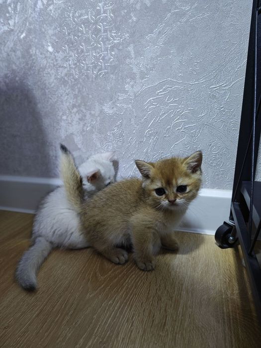 продаются котята.2.5м