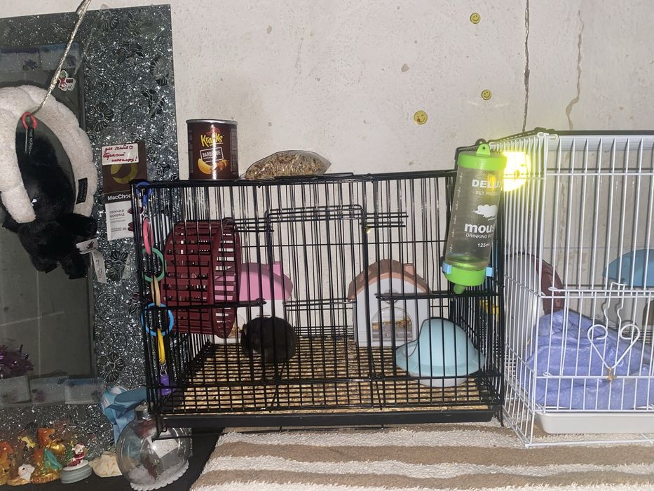 Продап синийских хомяков