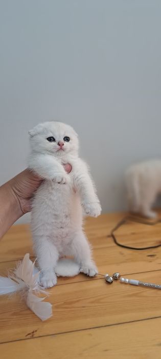 Serebristi shinshila mushuk zoti tozza ota onasi asl qonlardan