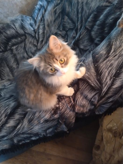 Котенок в добрые руки