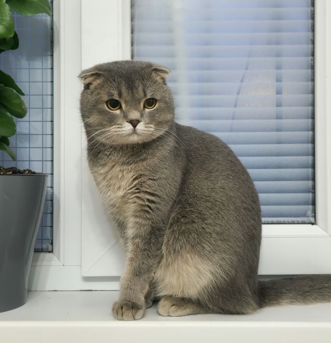 шотландский котик