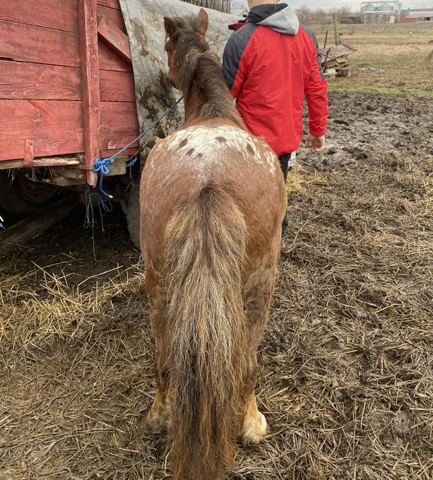 Vand poneita 5 ani gestantâ !