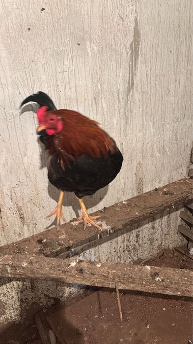 Продается петух