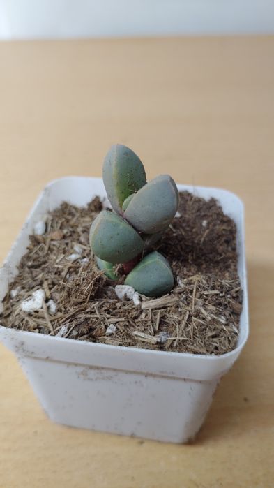 Суккулент эхеверия