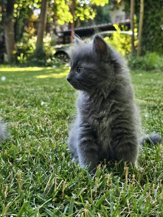 Pui Nebelung -Albastru de Rusia cu blana medie  2 luni