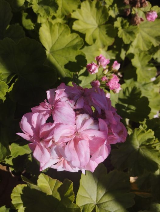 Продам пеларгонию