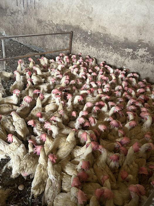 Куры несушки с доставкой