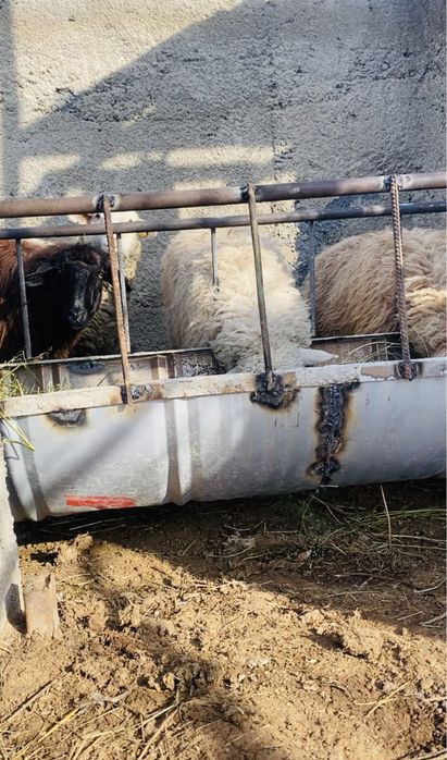 токты сатылады хабарласыныз