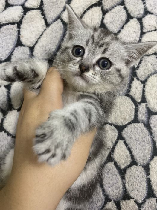 Продам котят породистых, родители на фото)