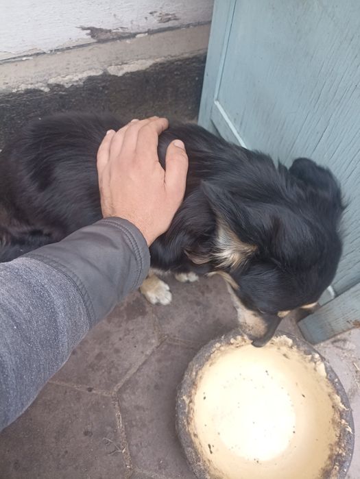 Отдам в хорошие руки . Девочка .