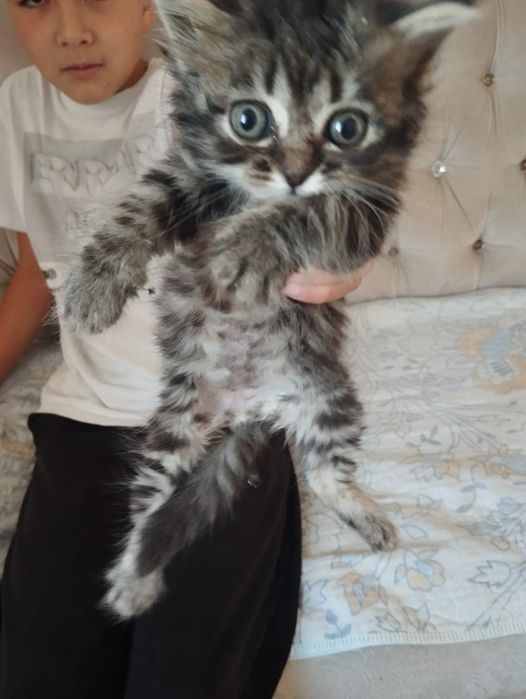 Котята знают лоток