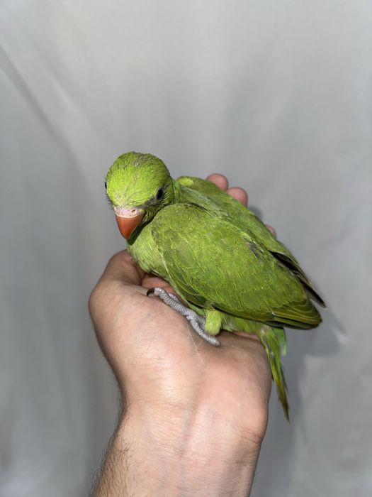 Ожереловый попугай продается