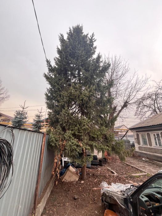 Ёлка более 6 метров