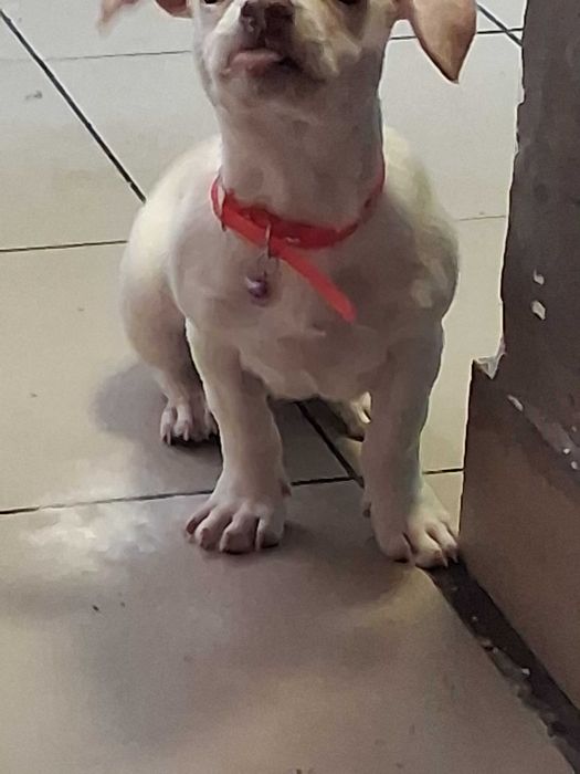 Dau spre adoptie un catelus