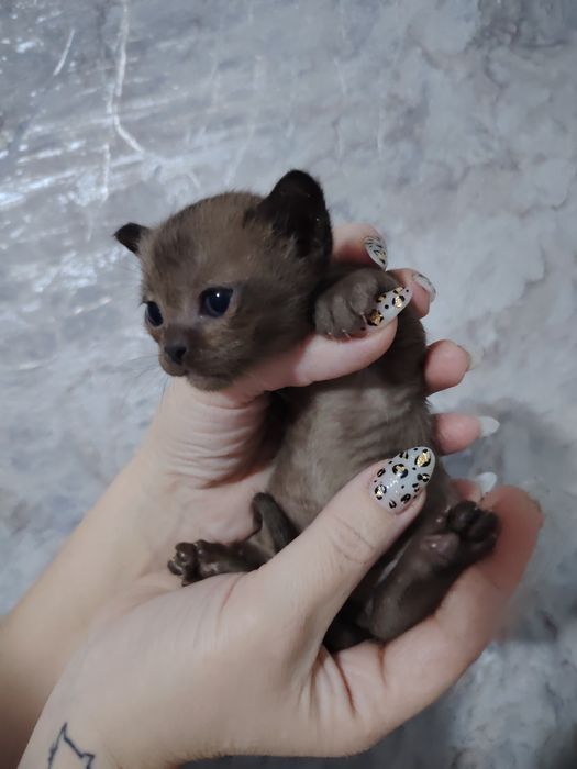 Европейская бурма Соболь
