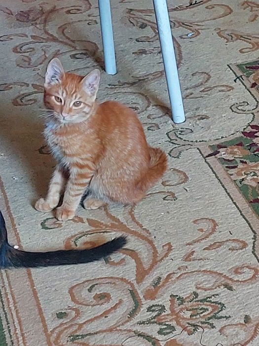 Кошки бесплатно