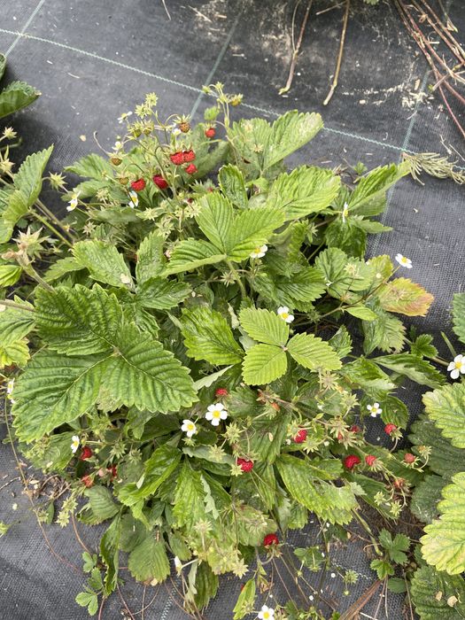 Căpșuni și fragi de padure !!