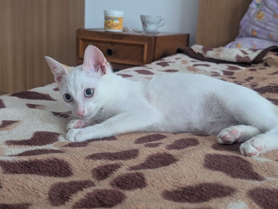 Pisoi pentru adopție