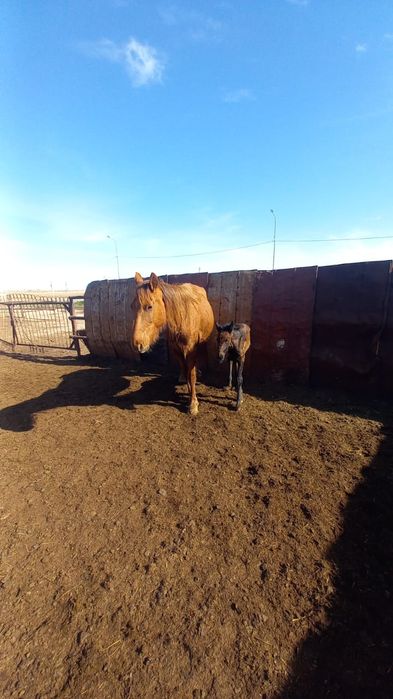 Құлынды биелер сатылады