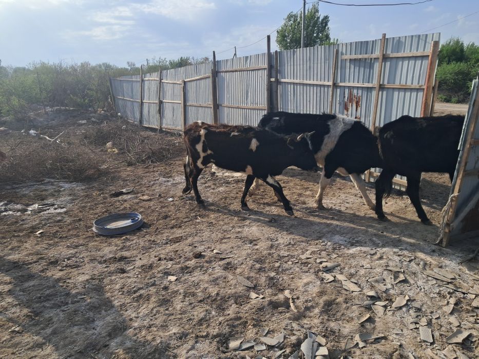 Продам коров с телятами
