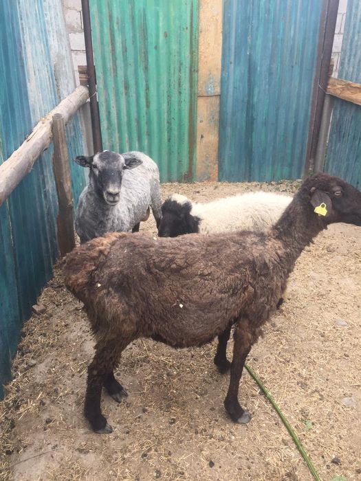 Срочно продам баран!