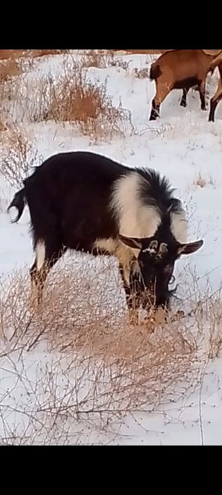 Альпийски Теке сатылады