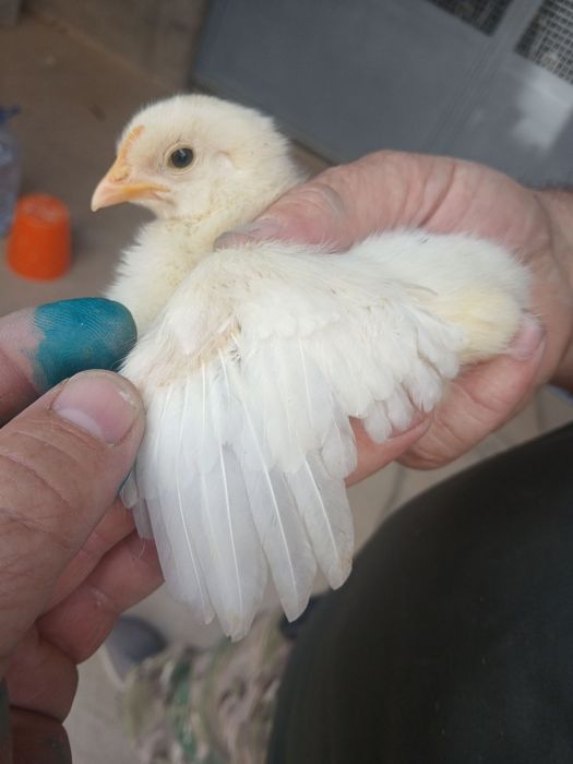 СРОЧНО продаются цыплята город Алмалык
Возраст: 18 дней
Активные, едят