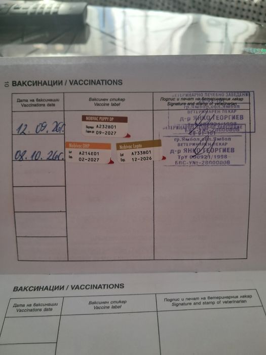 Немска овчарка на 2 месеца