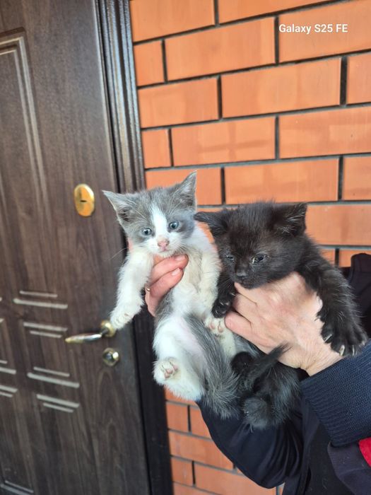 Отдам котят в добрые руки