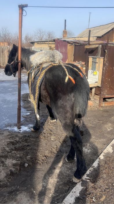 Орловский Айғыр сатылады