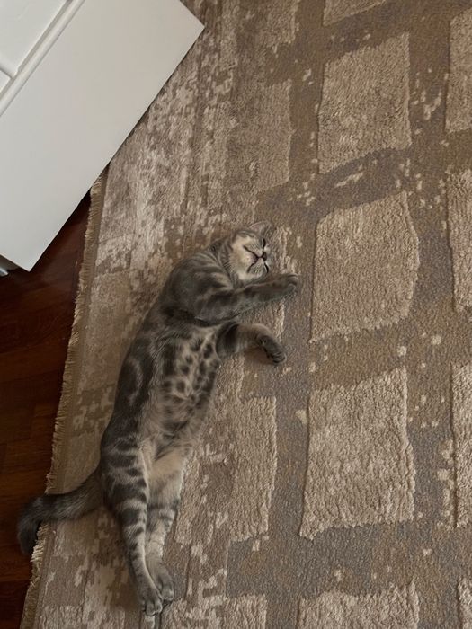 Отдадим котика, бесплатно.