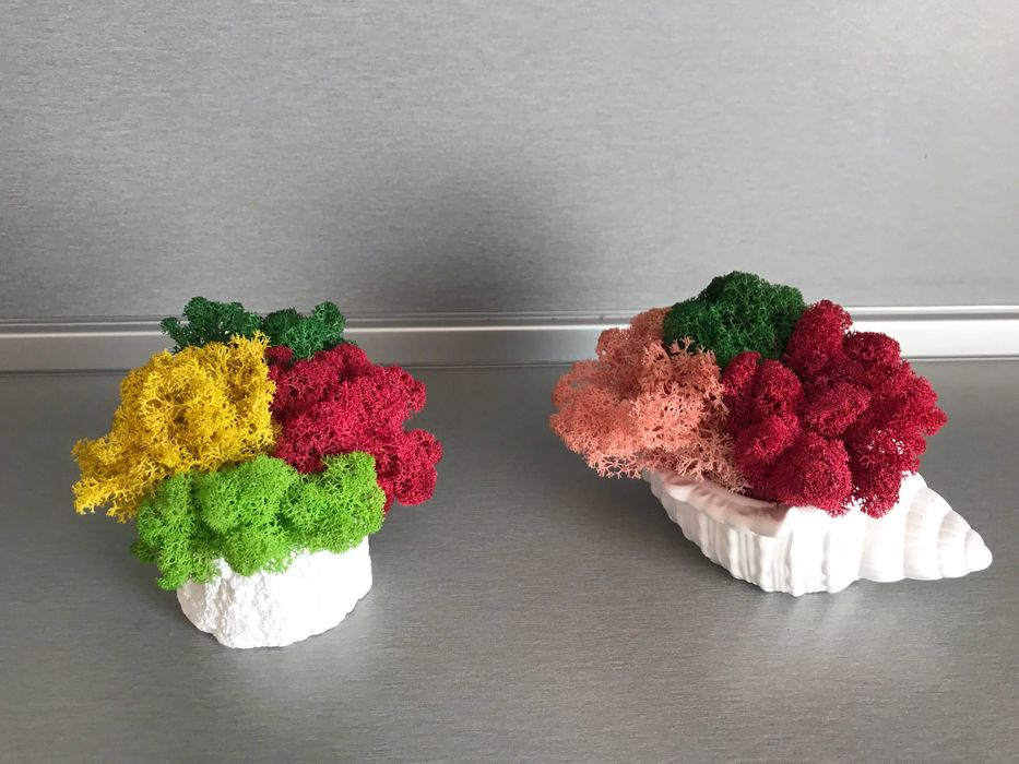 КАШПА "РАПАН" със скандинавски мъх