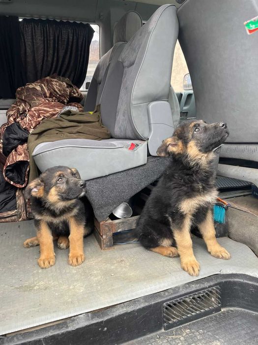 Продам щенков Немецкой Овчарки