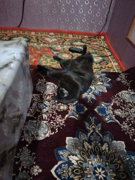 Отдам кота в хорошие руки