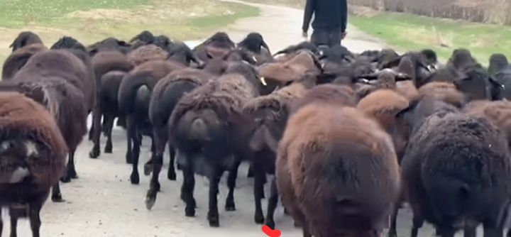 Egizchi boʼgʼoz Qoʼylab tezlik bilan Sotilad 5000 kelishamiz tell +99