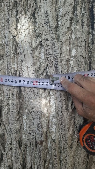 Ёнгок дарахти сотилади