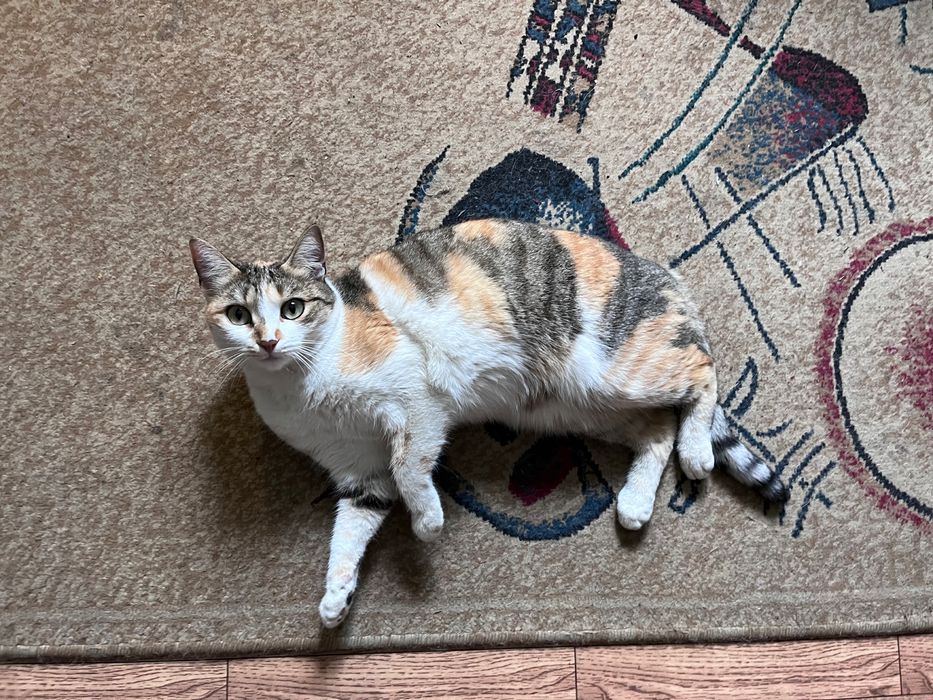 Отдадим кошку в добрые руки