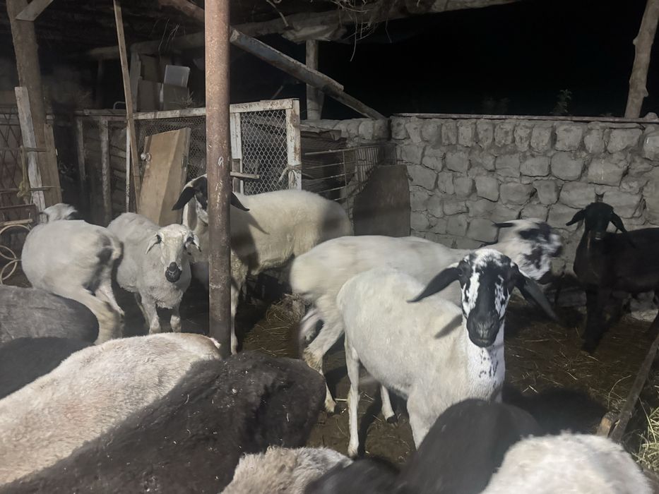 Всуро Рома кгоааш гора веш ли в пн шок ген ш не уеншгвеуншщ и уассапии